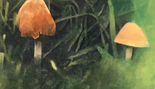 Mushrooms