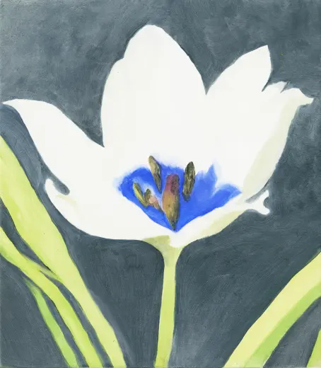 Tulip humilis