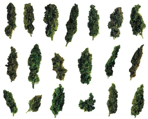 Marijuana Chart
