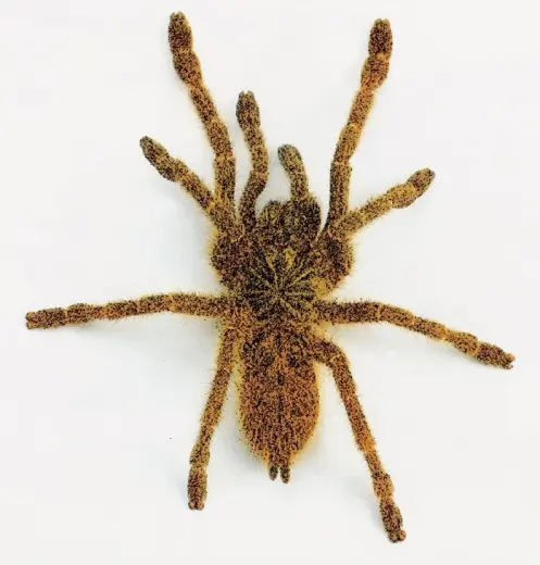 Tarantula