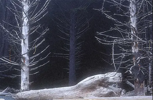 Dead Trees