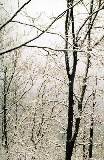 Atlanta Fractals