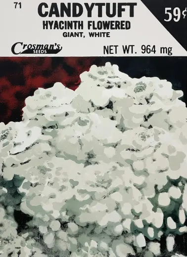 Candytuft (Seed Packet)