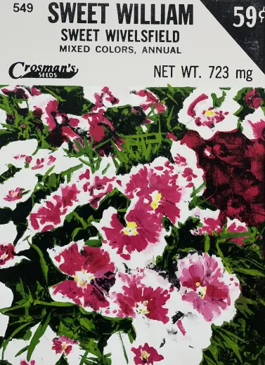 Sweet William (Seed Packet)