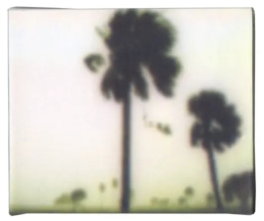 Untitled (Palm Trees)